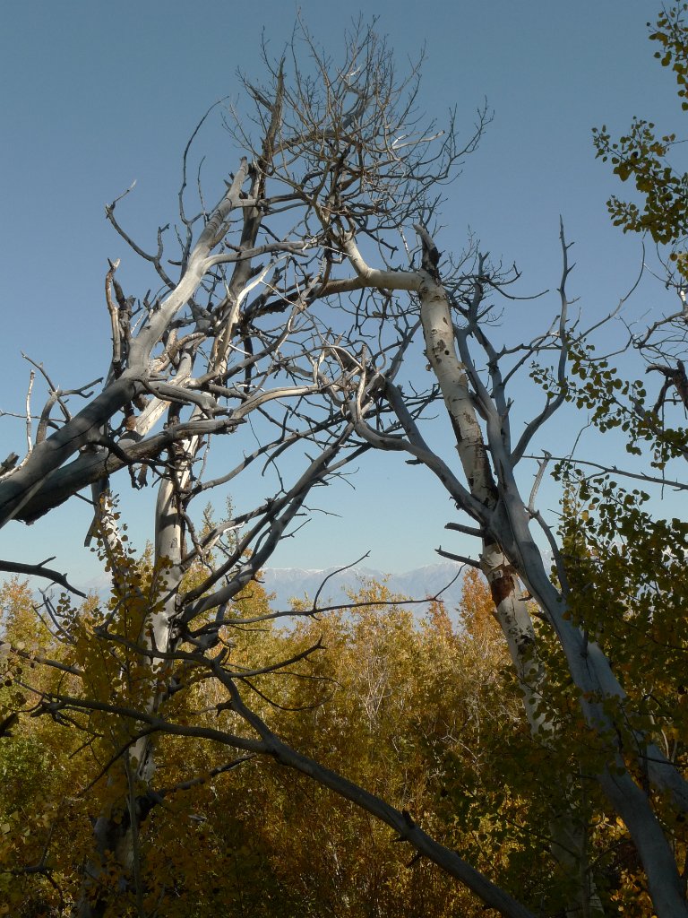 California-Fall2010 591.JPG